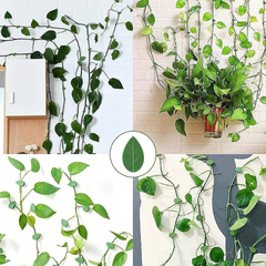 LEAFFIX - SPONKE ZA RASTLINE (10 KOS)